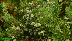 Juniperus chinensis