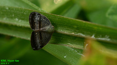 Ricania taeniata