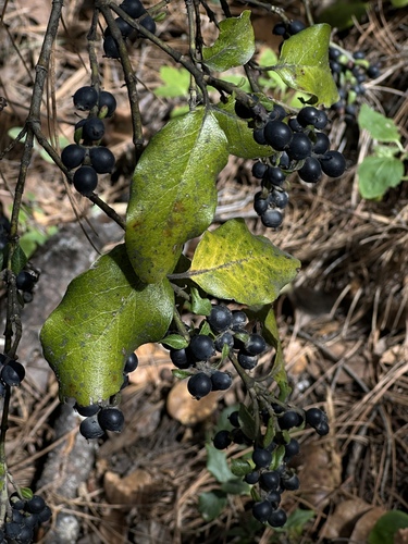 Eggleaf Silktassel (Garrya ovata)