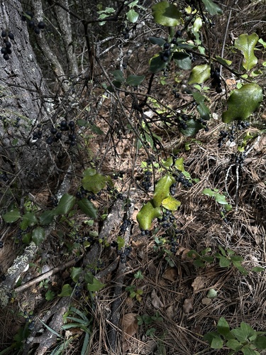 Garrya ovata, photograph 2