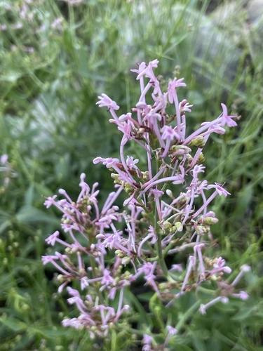 Image of Long-Flowered Spur-Valerian (Centranthus longiflorus) by no rights reserved