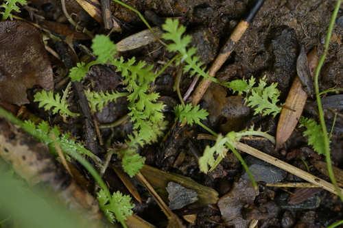 Image of Leptinella tenella by (c) Christopher Stephens, some rights reserved (CC BY-SA)