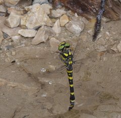 Cordulegaster bidentata