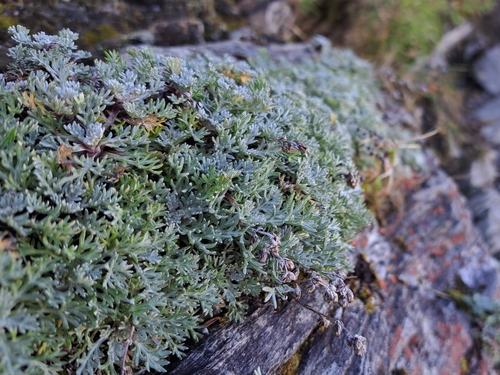 Artemisia kawakamii observed 2024-10-22