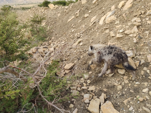 Spotted Hyena