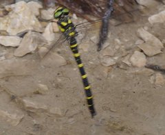 Cordulegaster bidentata