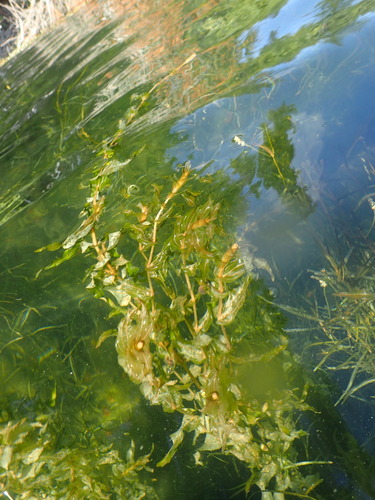 Richardson's pondweed (Potamogeton richardsonii)