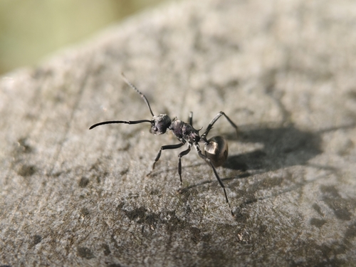 Rich Spiny Sugar ant