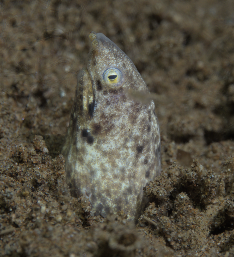 Nevelige naaldvis (Xestochilus nebulosus) — Ophichthidae