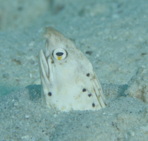 Nevelige naaldvis (Xestochilus nebulosus) — Ophichthidae