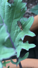Trypetoptera canadensis