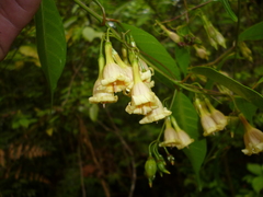 Tintinnabularia murallensis