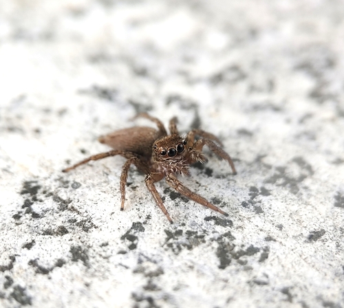 Plexippus setipes