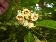 Tintinnabularia murallensis