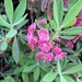 Kalmia angustifolia - Photo (c) Brian Hendrix, alguns direitos reservados (CC BY-NC-ND), uploaded by Brian Hendrix