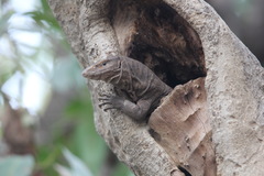 Varanus bengalensis