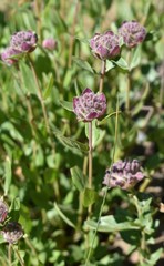 Monardella odoratissima odoratissima