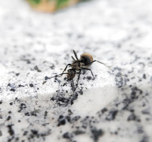 Polyrhachis illaudata