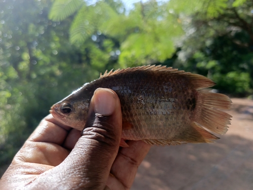 Spotted ctenopoma (Ctenopoma petherici) — Anabantidae — 2
