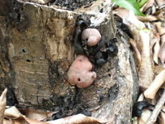 Fungi