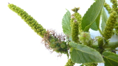 Acalypha multicaulis