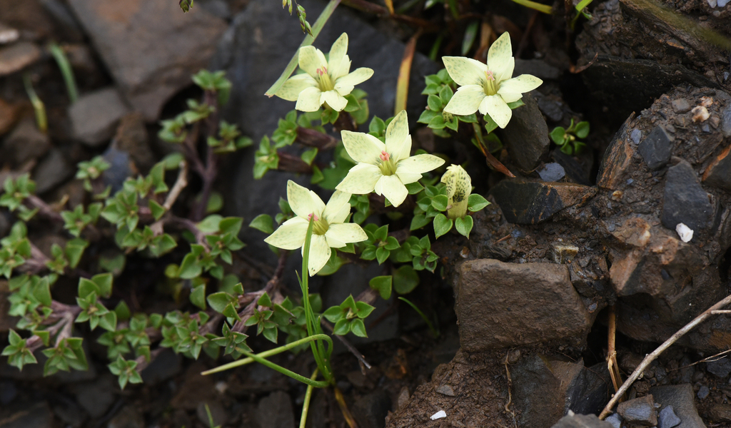 Gentiana tongolensis