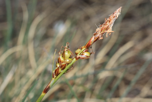 Carex liparocarpos ssp. liparocarpos