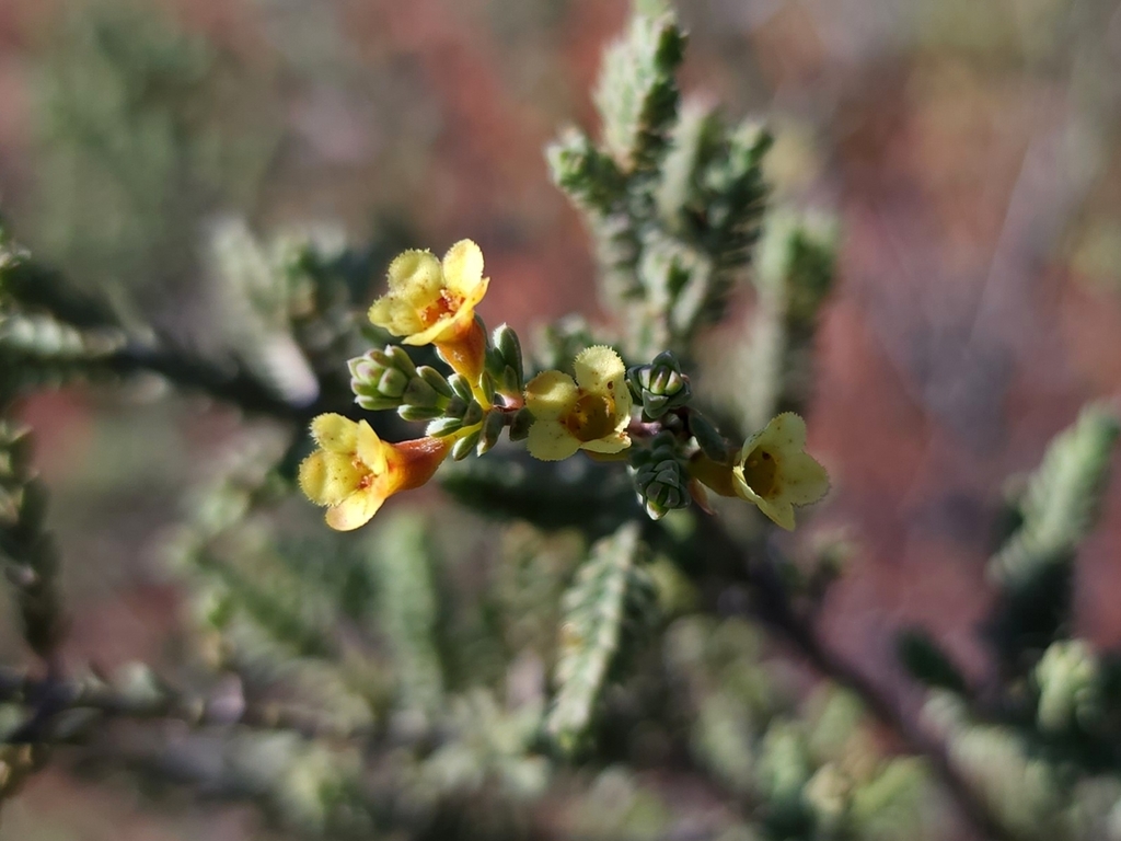 Micromyrtus flaviflora