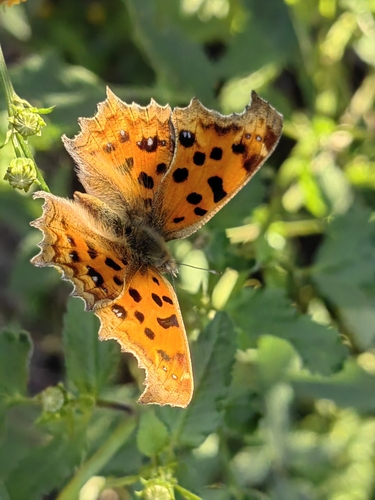 Asian Comma