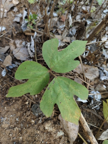 kudzu