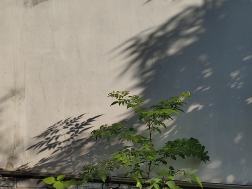 Chinaberry