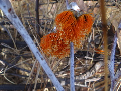 Eucalyptus miniata