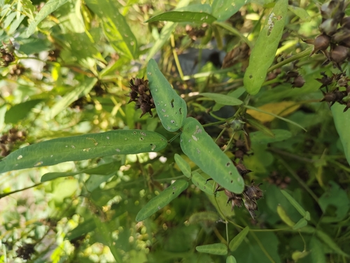 Wild Soybean