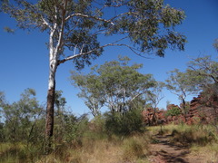 Eucalyptus miniata
