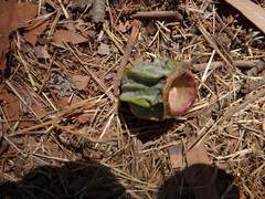 Eucalyptus miniata