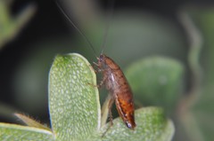 Latiblattella tarasca
