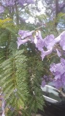 Jacaranda mimosifolia