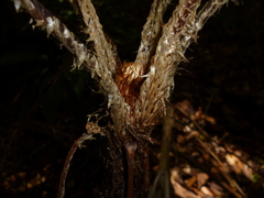 Cyathea godmanii