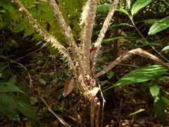 Cyathea godmanii