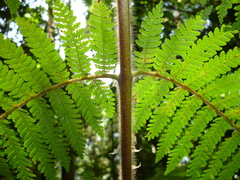 Cyathea godmanii