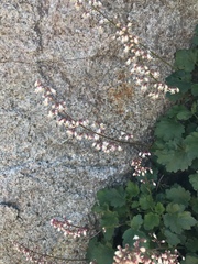 Heuchera rubescens