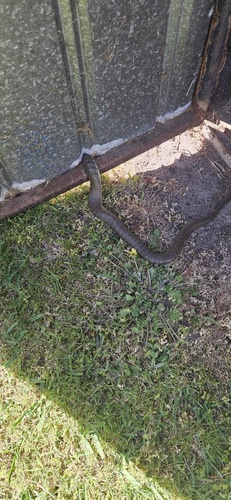 Tiger Snake sighting