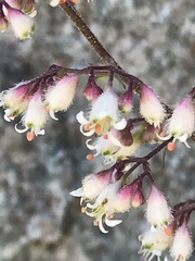Heuchera rubescens