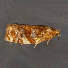 Archips argyrospila