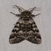 Black Zigzag Moth - Photo (c) claudette-cormier, some rights reserved (CC BY-NC), uploaded by claudette-cormier