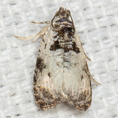 Olethreutes malana