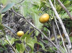 Citrus × aurantium