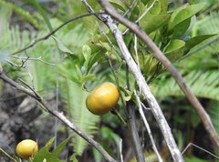 Citrus × aurantium