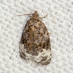 Apotomis capreana