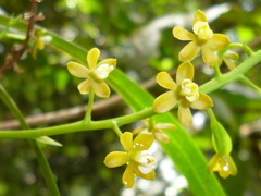 Prosthechea ochracea